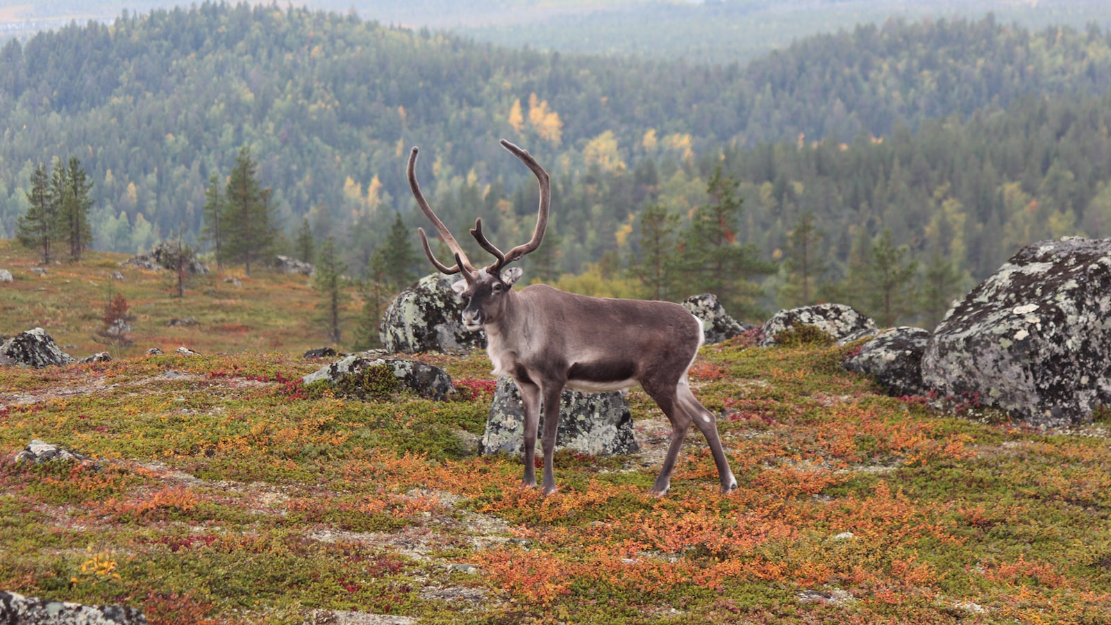 Unveiling the Miracle of Blithe Tundra Chaga Pressed Serum