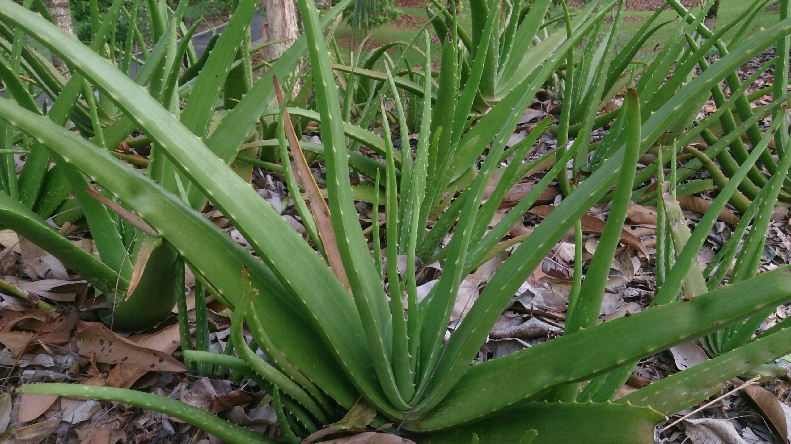 aromatica aloe vera gel