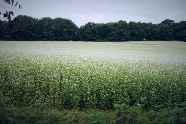 romand dry buckwheat flower