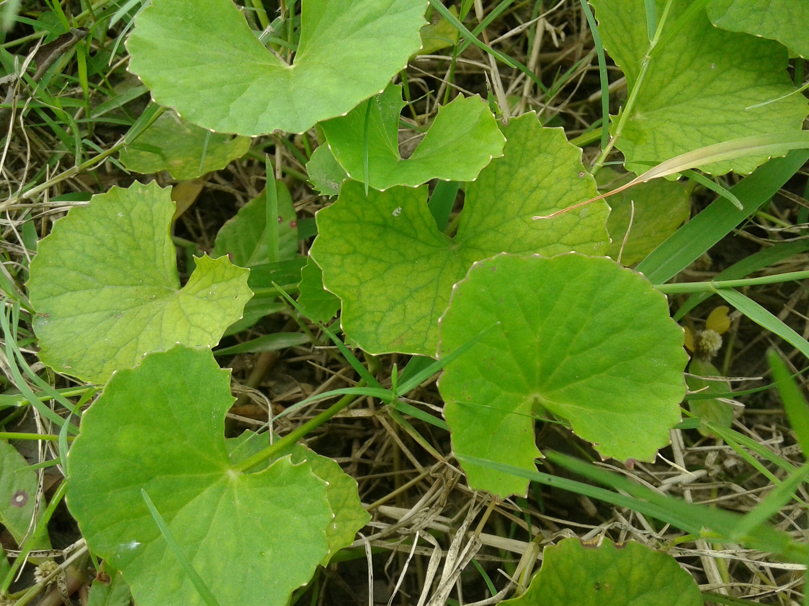 Centella